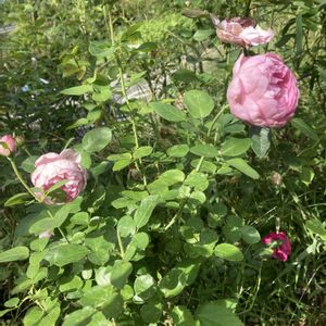 イングリッシュローズ,チャールズレニーマッキントッシュ,シスターエリザベス,ばら バラ 薔薇,畑の画像