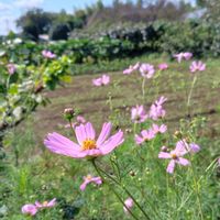 カキノキ,カキノキ,コスモス,コスモス,キダチチョウセンアサガオの画像