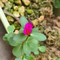 ポーチュラカ,ポーチュラカ,鉢植え,今日の一枚,10月の画像