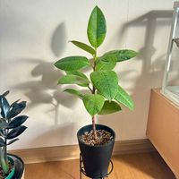 フィカス・ジン,観葉植物,植え替え,ジャングル化計画,フィカス属の画像