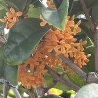 キンモクセイの画像