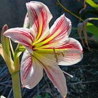 アマリリス,花のある暮らし,大事に育てたい,キュンキュン乙女倶楽部,うどん県人会の画像