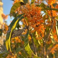 キンモクセイ,no green no life,植中毒,元気の源,玄関アプローチの画像