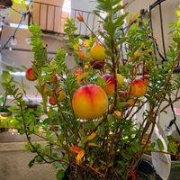 クランベリー,初心者,ベランダガーデニング,初めて育てる,手探り状態の画像