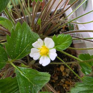 ワイルドストロベリー,初心者,ベランダガーデニング,初めて育てる,手探り状態の画像