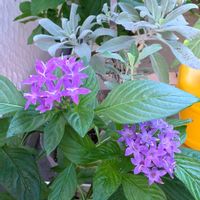 ペンタス,初心者,ベランダガーデニング,初めて育てる,手探り状態の画像