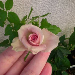 バラ  アヴニール,初心者,ベランダガーデニング,初めて育てる,ばら バラ 薔薇の画像