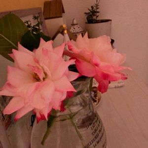 初心者,ベランダガーデニング,初めて育てる,ばら バラ 薔薇,手探り状態の画像