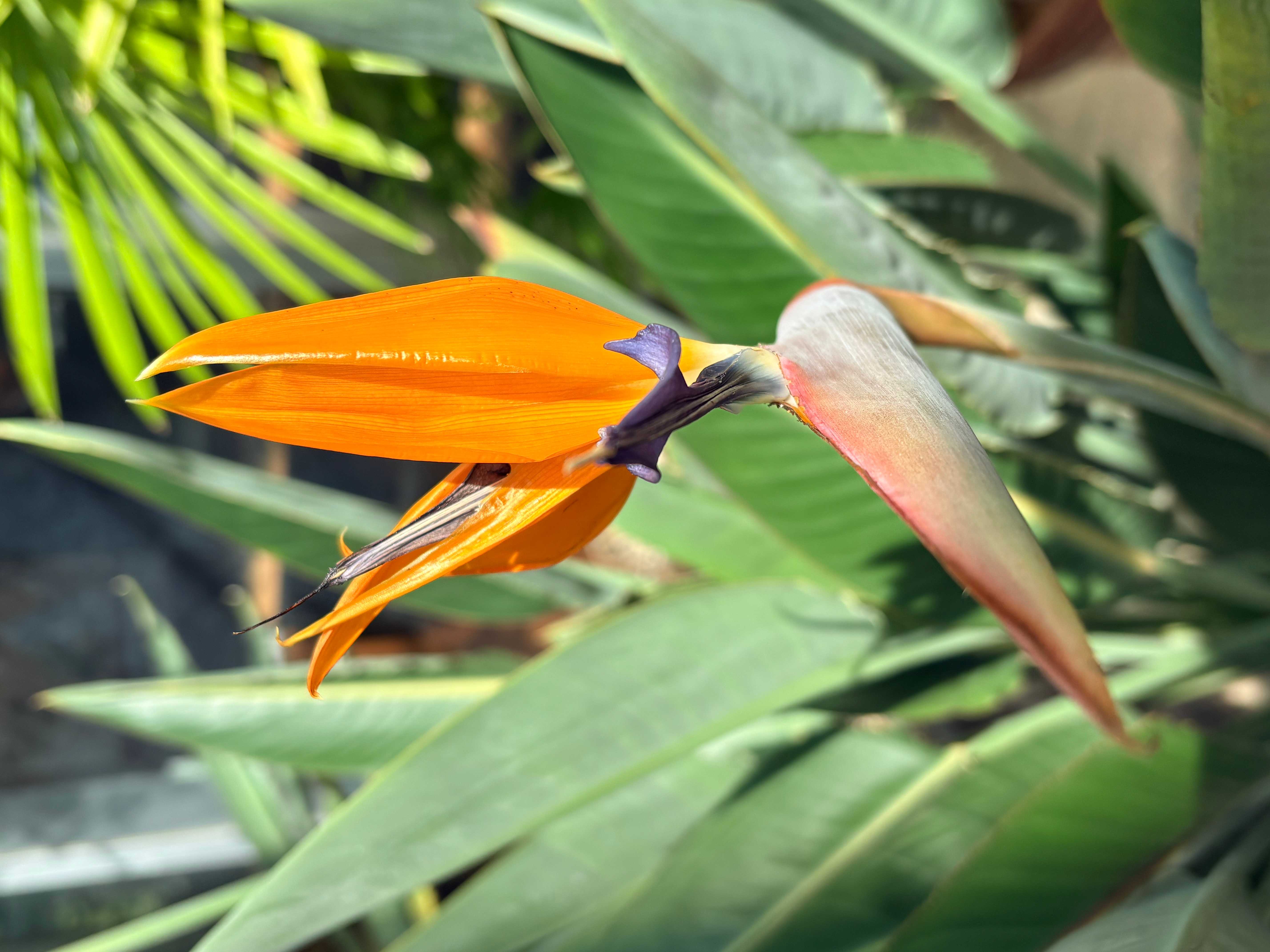ストレリチア(極楽鳥花)の育て方｜植え替えや水やり頻度は？花が咲か