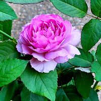 バラ,ニューウェーブ,バラ 鉢植え,秋バラ,バラのつぼみの画像