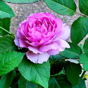 バラ,ニューウェーブ,バラ 鉢植え,秋バラ,バラのつぼみの画像