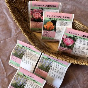 チューリップ,ガーデニング,種まきっ子,種まき,パンビオの画像