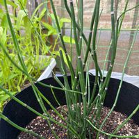 トクサ,花のある暮らし,おうち園芸,バルコニー/ベランダ,家庭菜園の画像