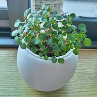 ピレア グラウカ,ピレア グラウカの画像