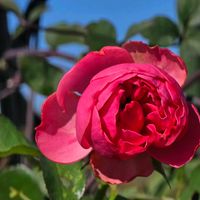 バラ,感謝,花のある暮らし,いつまでも,き　れ　い❤の画像