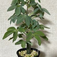アデニア・グラウカ,挿し木,アデニアグラウカ　挿し木の画像
