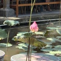 ハス,観察,散歩,グリーンのある暮らし,バリ島の画像