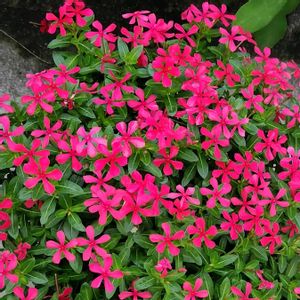 フェアリースター,フェアリースター　レッド,サントリー フラワーズ,花と生きるサントリー,サンフラびとの画像