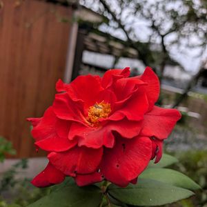 ナチュラルガーデン,癒される,和風の庭,バラのある暮らし,見てくれてありがとう♡の画像