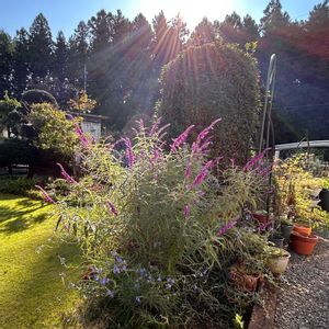 サルビア・アズレア,メキシカンセージ,メキシカンブッシュ・セージ,ハーブ,庭の花の画像