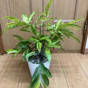 ドラセナ　ゴットセフィアナ　ファニータ,観葉植物,ドラセナ属,観葉植物himi,ゴットセフィアナhimiの画像
