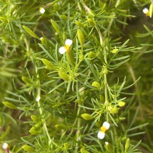 マリーゴールド・フィリフォリア,小さな花,白い花,花のある暮らし,ハーブのある暮らしの画像