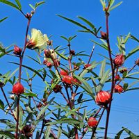 ローゼル,酔芙蓉,白妙向日葵,ｵｼﾛｲﾊﾞﾅ,ﾐﾆﾄﾏﾄの画像