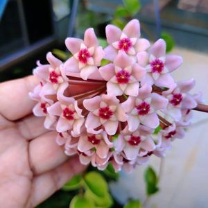 階段/廊下,玄関アプローチの画像