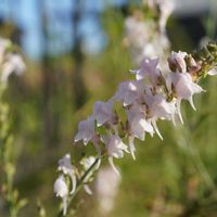宿根リナリア,宿根リナリア プルプレア,花壇,ピンクの花,こぼれ種の画像