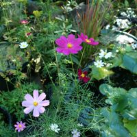 キキョウ,コスモス,フジバカマ,ビオトープ,花のある暮らしの画像