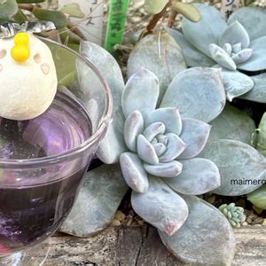 寄せ植え,セダム属,エケベリア属,木箱,お粉っ子の画像