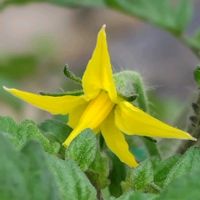 トマト,トマト,トマト,ミニトマト,かわいい花の画像