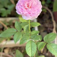 ギボウシ,シュウカイドウ,バラ,ホスタ,花のある暮らしの画像