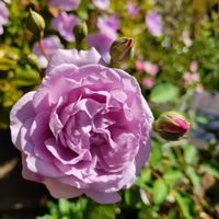 バラ,バラ・カクテル,芽衣,バラ レイニー・ブルー,大好きの画像