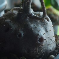ハオルチア,多肉植物,観葉植物,塊根植物,サボテン科の画像