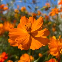 キバナコスモス,キバナ•コスモス,花のある暮らしの画像