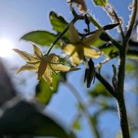 ミニトマト,今日のお花,エール,感謝❤️,秋田県立農業科学館の画像
