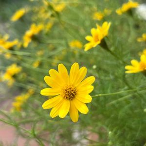 ダールベルグデージー,鉢植え,黄色い花,玄関の画像