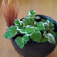ドクダミ,斑入りドクダミ,和風,リメイク鉢,和の趣の画像