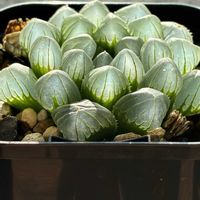 ハオルチア,ハオルチア 玉手箱,ハオルチア 玉手箱,ハオルチア 玉手箱,多肉植物の画像