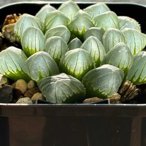 ハオルチア,ハオルチア 玉手箱,ハオルチア 玉手箱,ハオルチア 玉手箱,多肉植物の画像