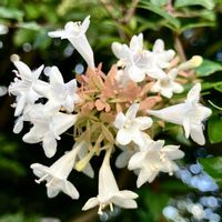 アベリア,アベリア,癒される,瑞々しい,鮮やかな色の画像