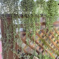 ピーチネックレス,三日月ネックレス,エンジェルティアーズ,ドルフィンネックレス,多肉植物の画像