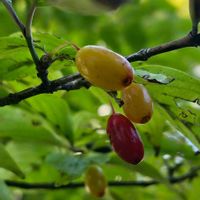 サンシュユ,植栽,落葉小高木,平和の祈り,ミズキ科ミズキ属の画像
