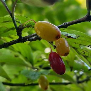 サンシュユ,植栽,落葉小高木,平和の祈り,ミズキ科ミズキ属の画像