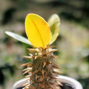恵比寿笑い,多肉植物,塊根植物,コーデックス,パキポディウム属の画像