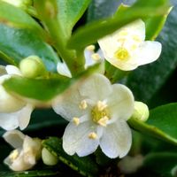 ツゲ,祈る震災復興,開花,花のある暮らし,緑のある暮らしの画像