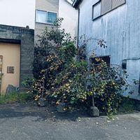 柿の木,ｲｵﾝﾉ黒ｻﾝ,１回しか行かなかった,とにかく明るいｷｬｰ‼️,お餅つき大会の画像