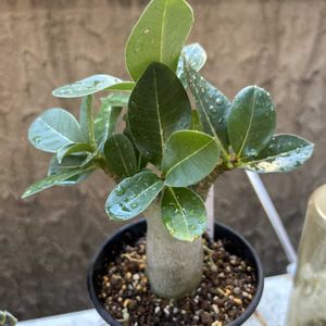 アデニウム アラビカム,アデニウム アラビカム,お花に癒される,平穏な日々への願い,それでも世界は美しいの画像