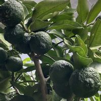 柚子,ゆず,柚子の実,ユズ,地植えの画像